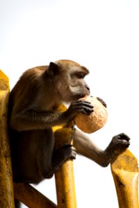 Coconut, Monkey, Nature