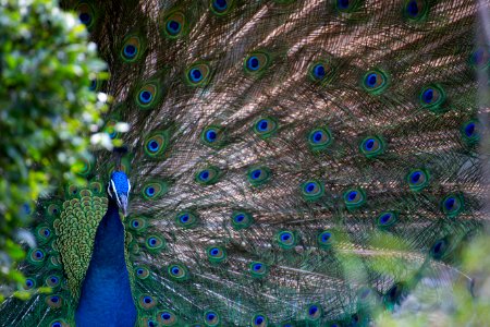 blue and gray peacock photo