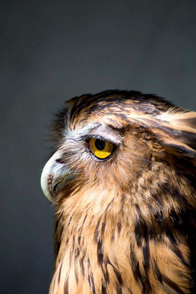 brown American bald eagle photo