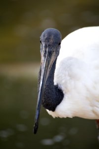 Bird, Nature, Animal