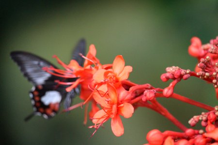 Closeup, Blurred, Flower