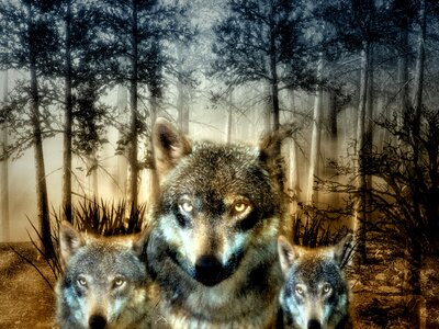 Wild animal hunter carnivores