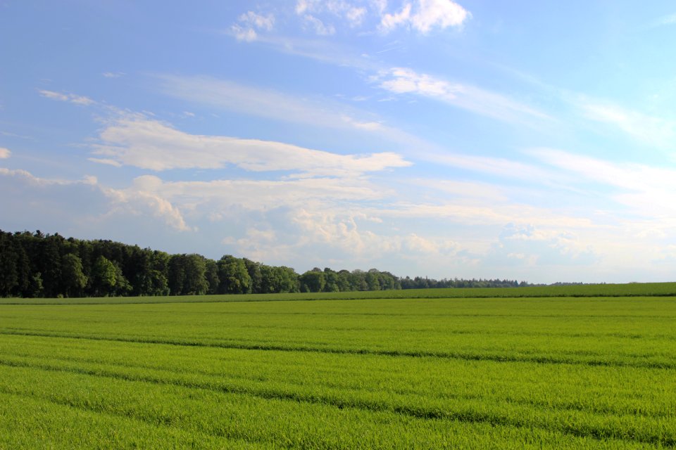 Fields, Forest, Clouds