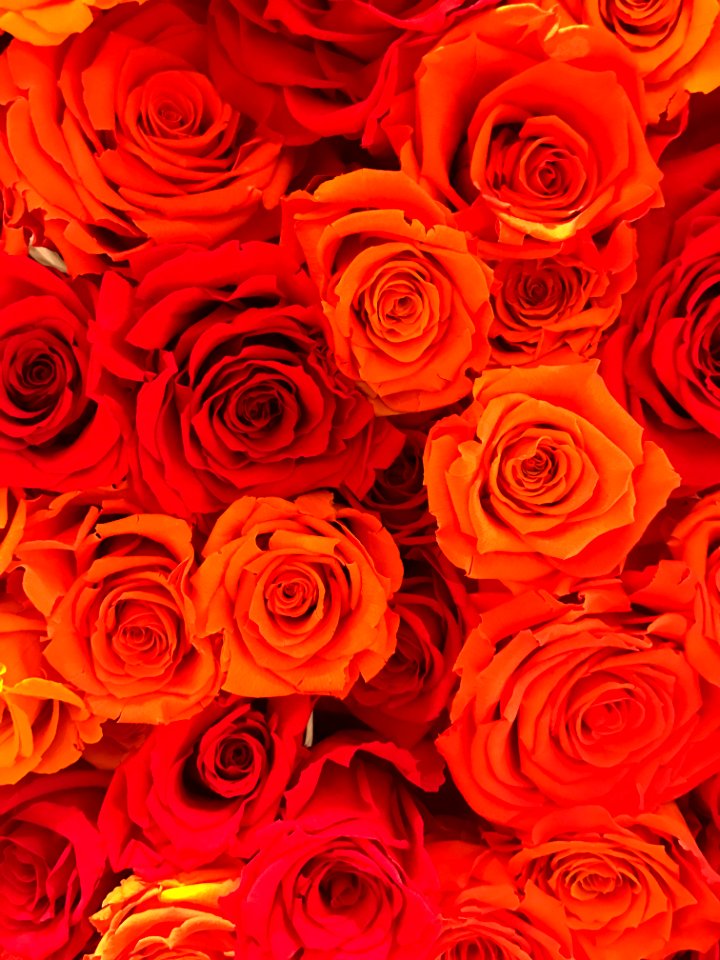Flowers, Bunch, Roses
