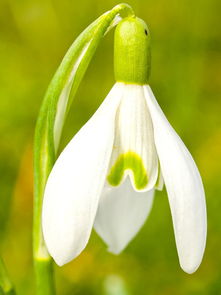 Bloom plant nature