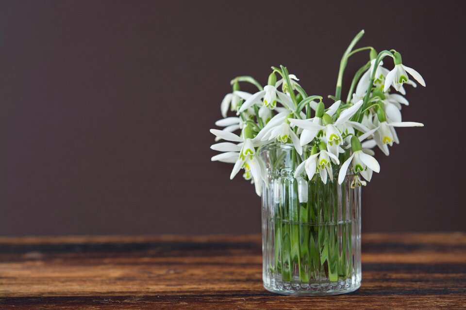 Flower vase spring flower harbinger of spring