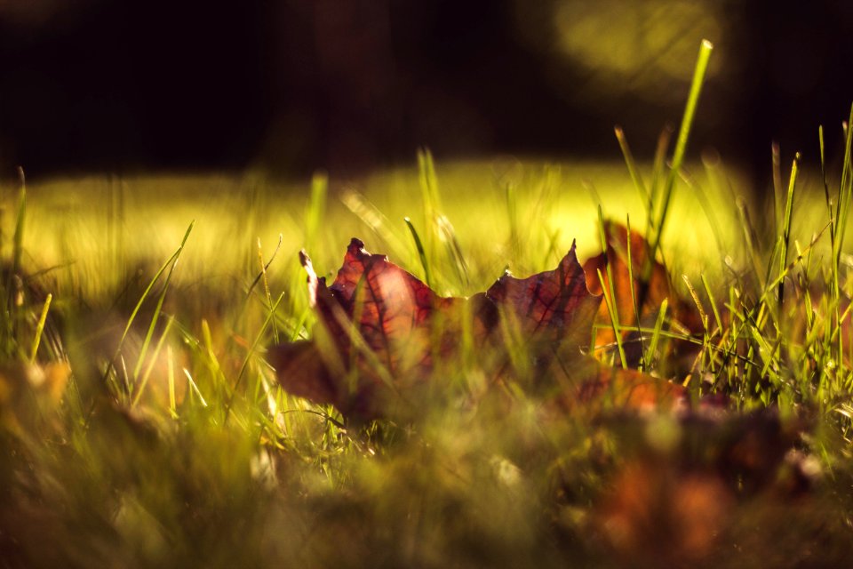 low-angle of dried leaf on grass photo