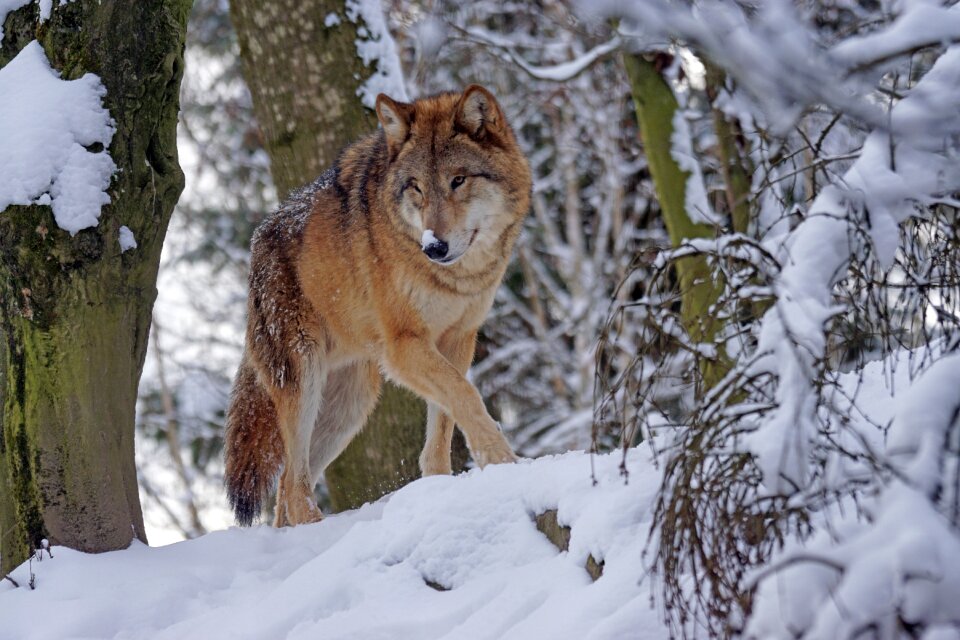 Mongolian wolf snow dangerous