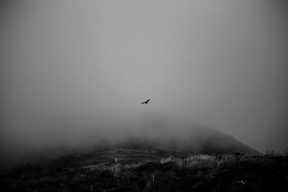 Bodega bay, United states, Bird
