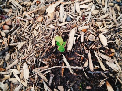 Green, Tiny, Eath