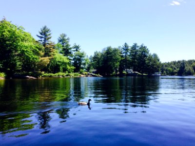Muskoka, Canada, Wildlife