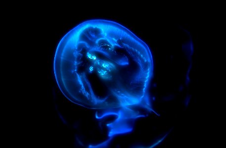 blue jellyfish photo