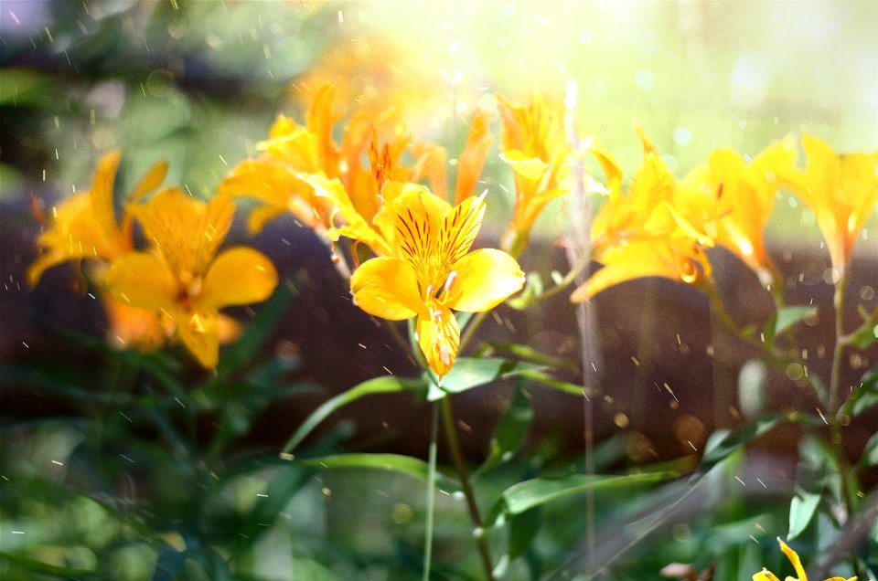 Nature, Light, Wildflowers