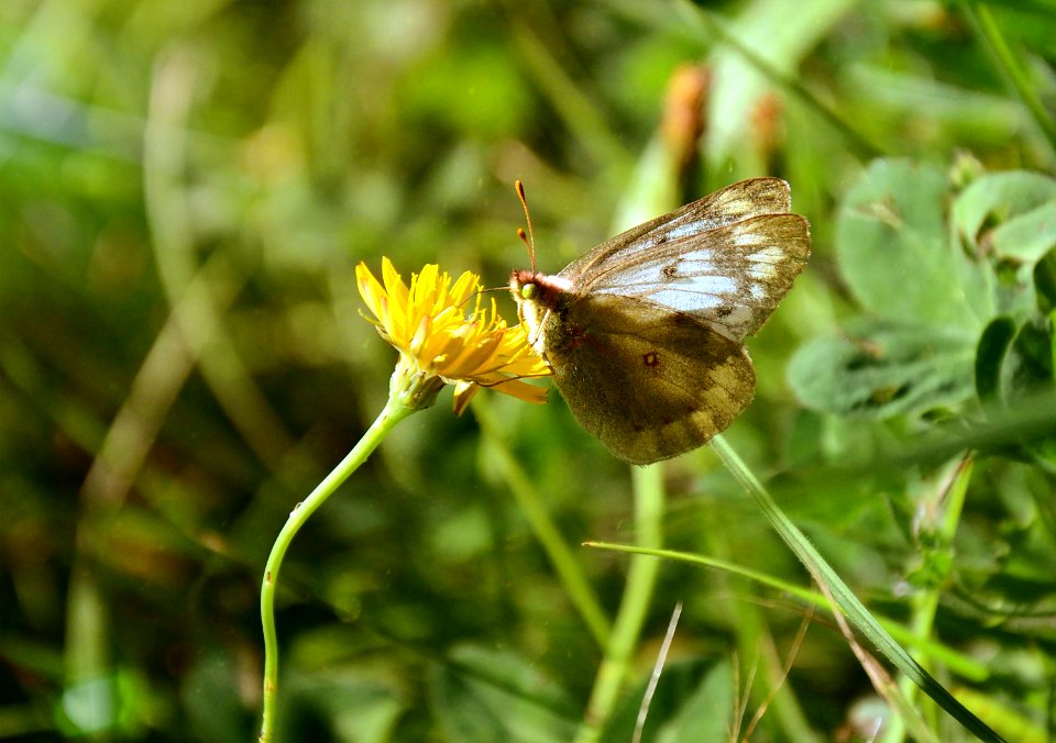 Chubut province, Argentina, Insect