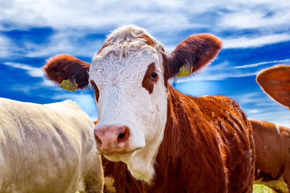 Wallpaper, Animals, Country