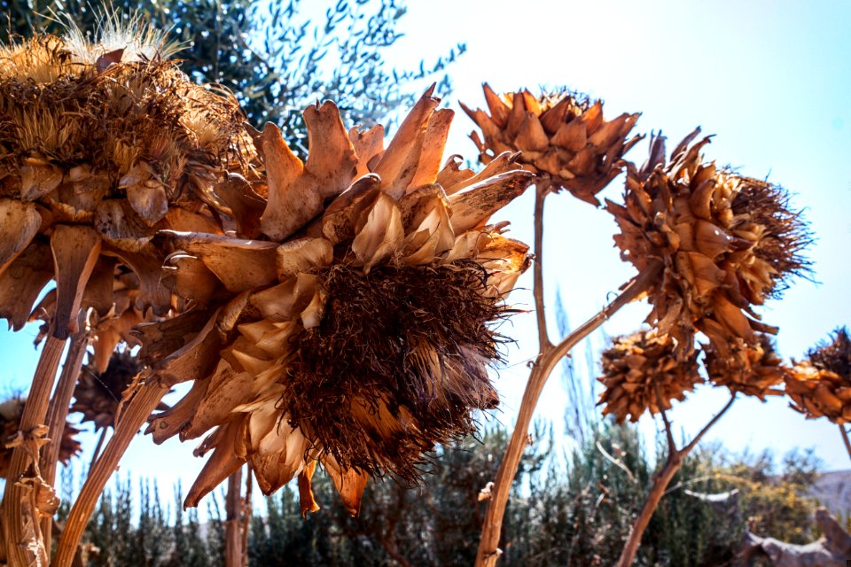Pag, Croatia, Nature