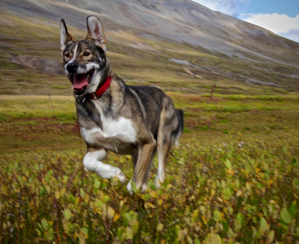 Hiking, Mountains, Dog running
