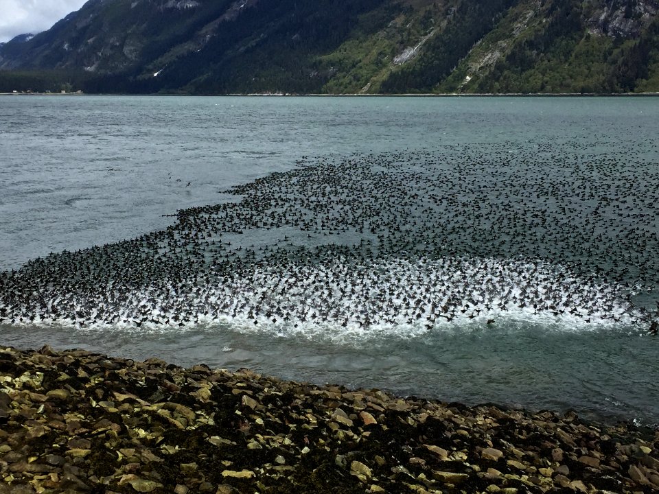Haines, United states, Alaska