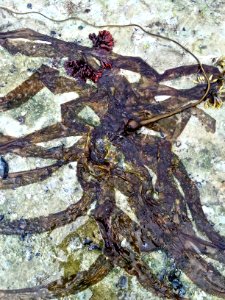 Haines, United states, Seaweed