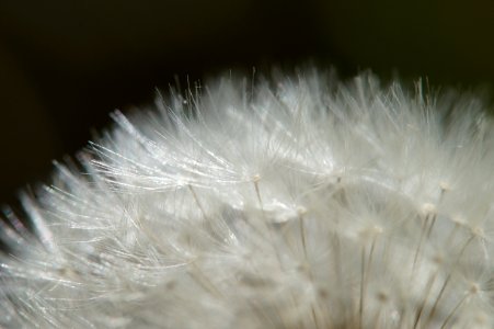 Macros, Macro, Blowballs photo