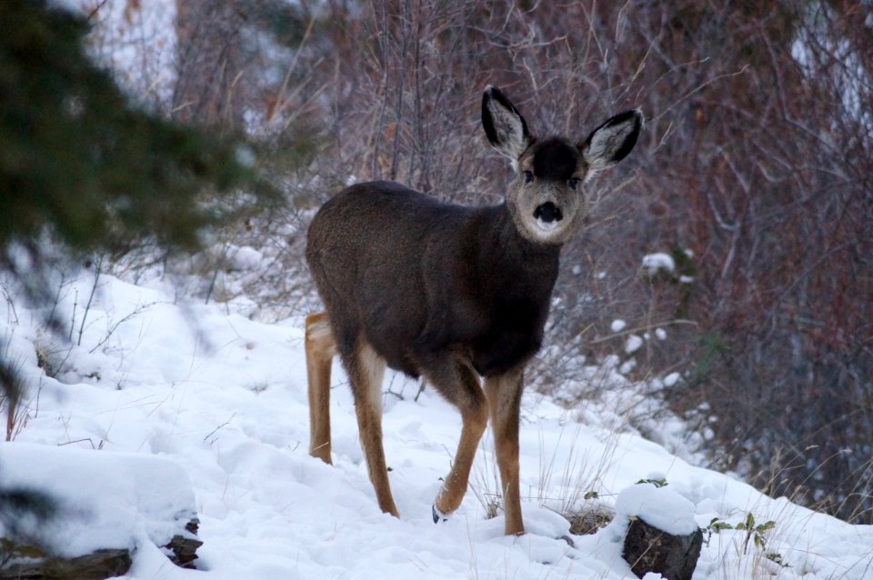 Kelowna, Canada, Snow