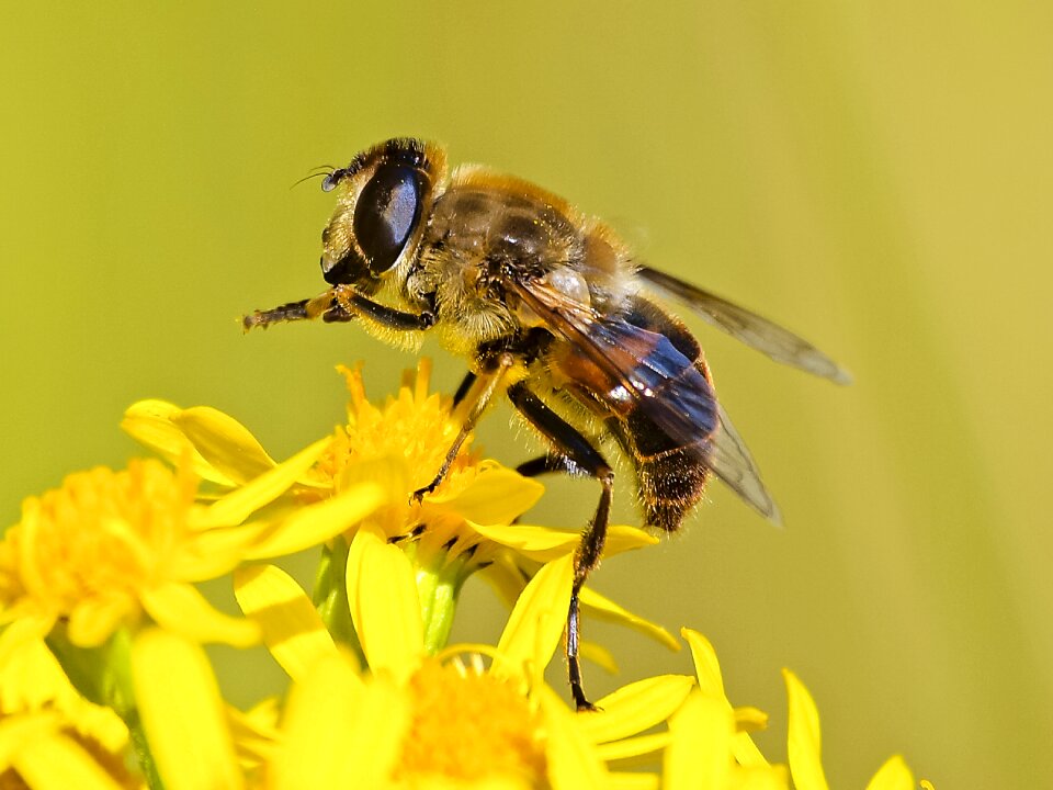 Bloom insect nature