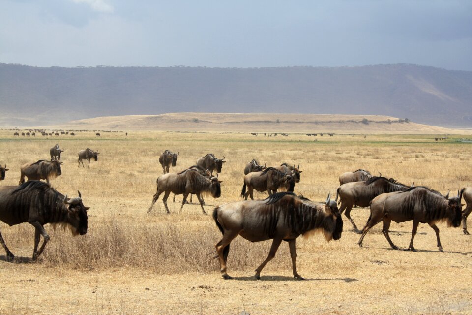 Safari antelope wildebeest