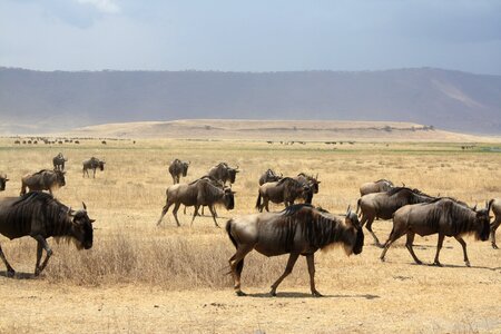 Safari antelope wildebeest photo