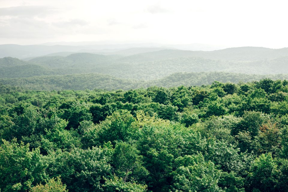 Norwich, United states, Trees photo