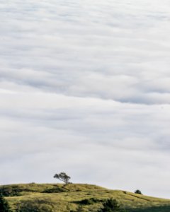 Mount tamalpais, United states, Tree photo