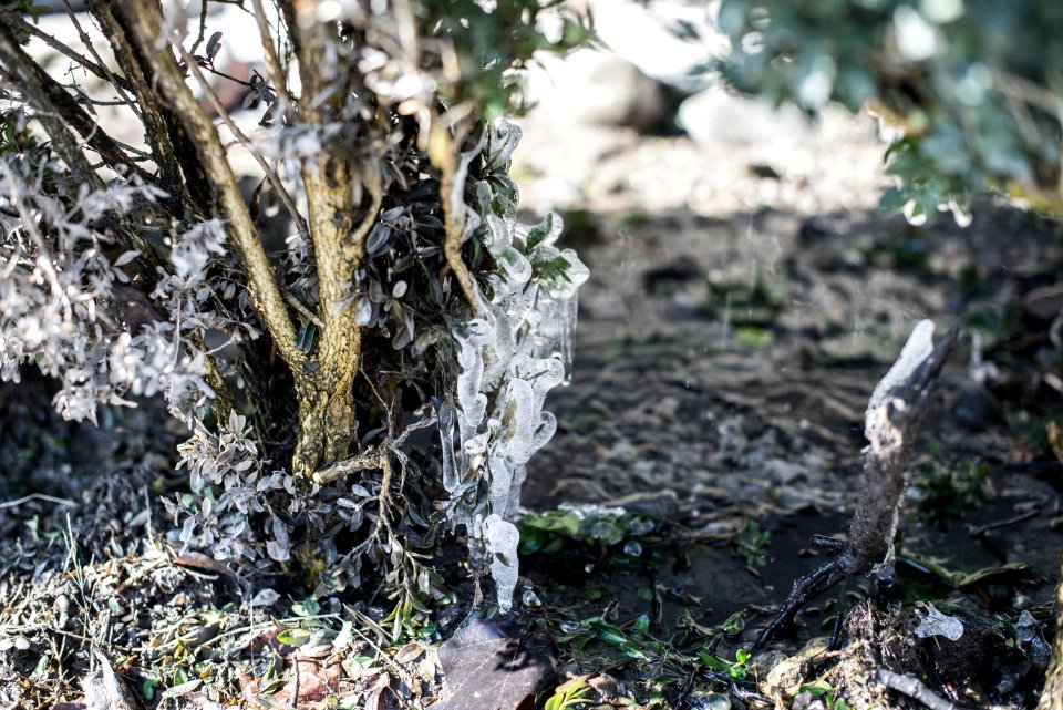 Winter, Frozen, Plant