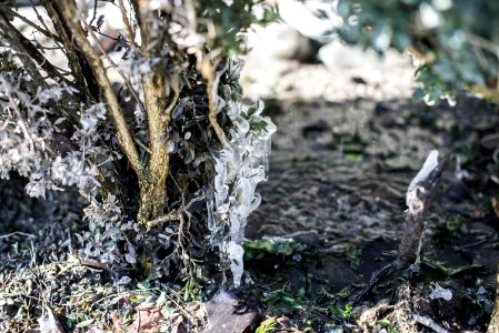 Winter, Frozen, Plant
