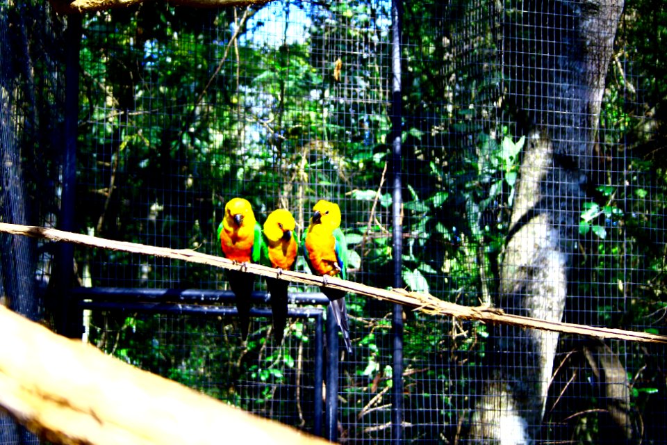Brazil, Parque das aves, Foz do iguau
