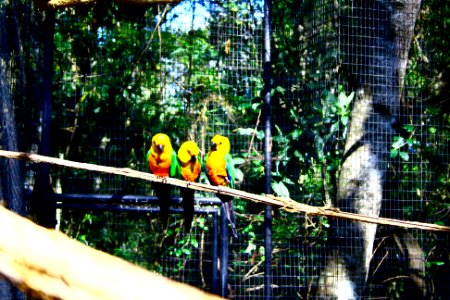 Brazil, Parque das aves, Foz do iguau photo