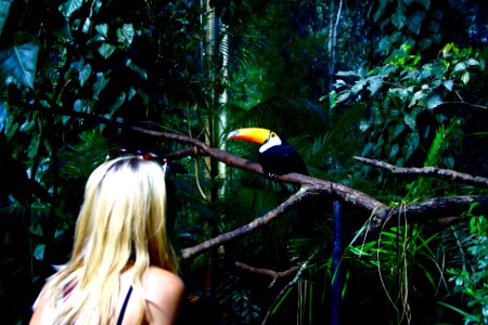 Brazil, Parque das aves, Foz do iguau photo