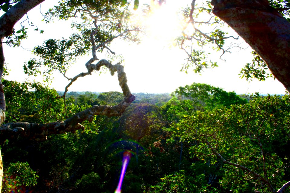 Madre de dios, Peru, Canopy photo