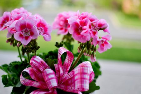 bouquet of pink petaled flowers photo