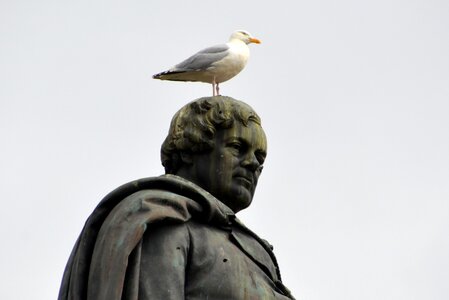 Statue seagull figure photo