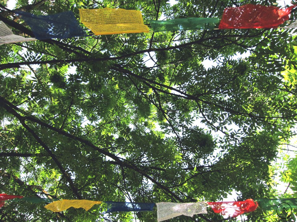 yellow and red buntings beside green leafed tree