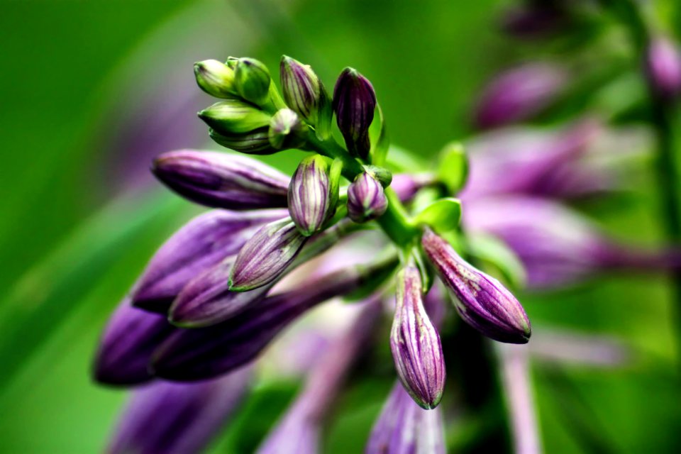 Chicago, United states, Flower