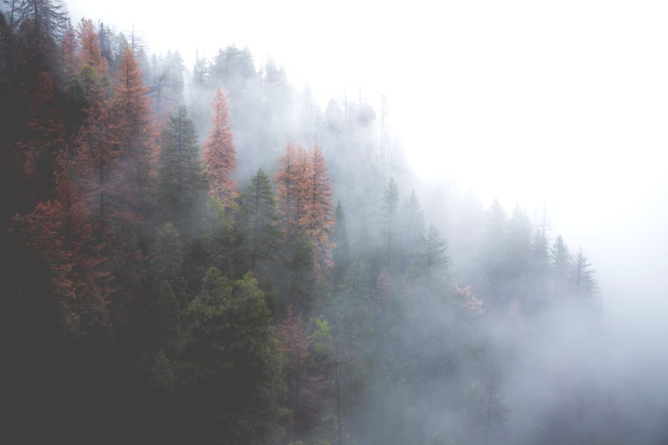 green forest covered with fog
