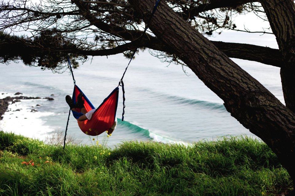 Tree, Ocean, Hanging