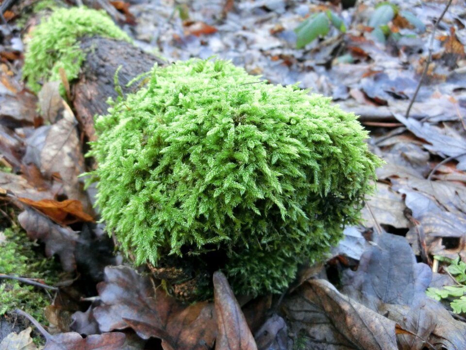 Nature green close up