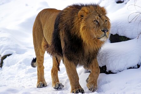 Predator big cat indian lion photo