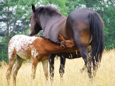 Foal animal grass