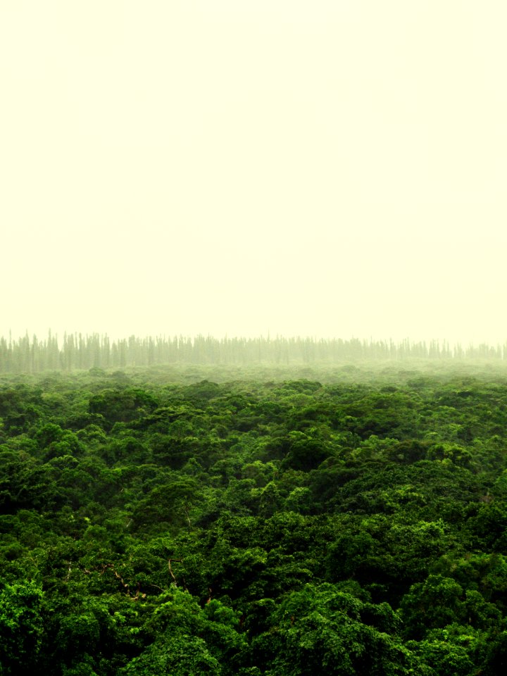 Isle of pines, New caledonia, Nature