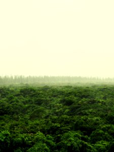 Isle of pines, New caledonia, Nature