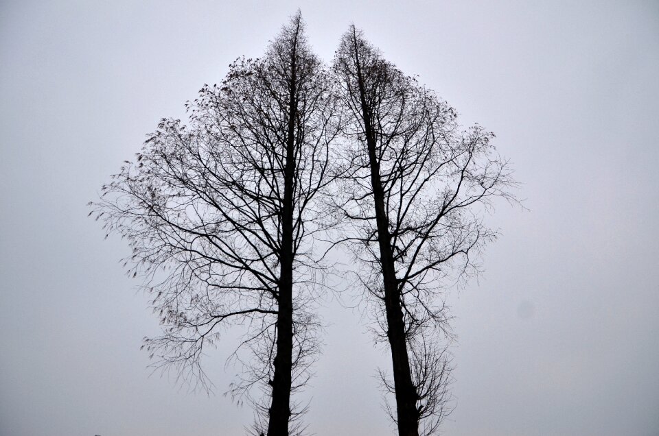Tree white blue fire
