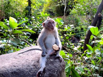 Indonesia ubud, Ubud, Indonesia photo