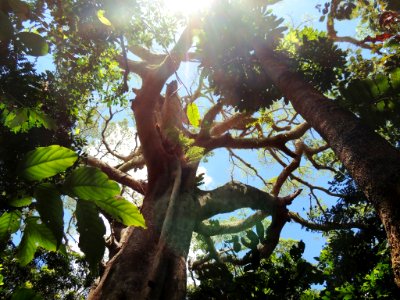 New caledonia mont mou, New caledonia, Tropical photo